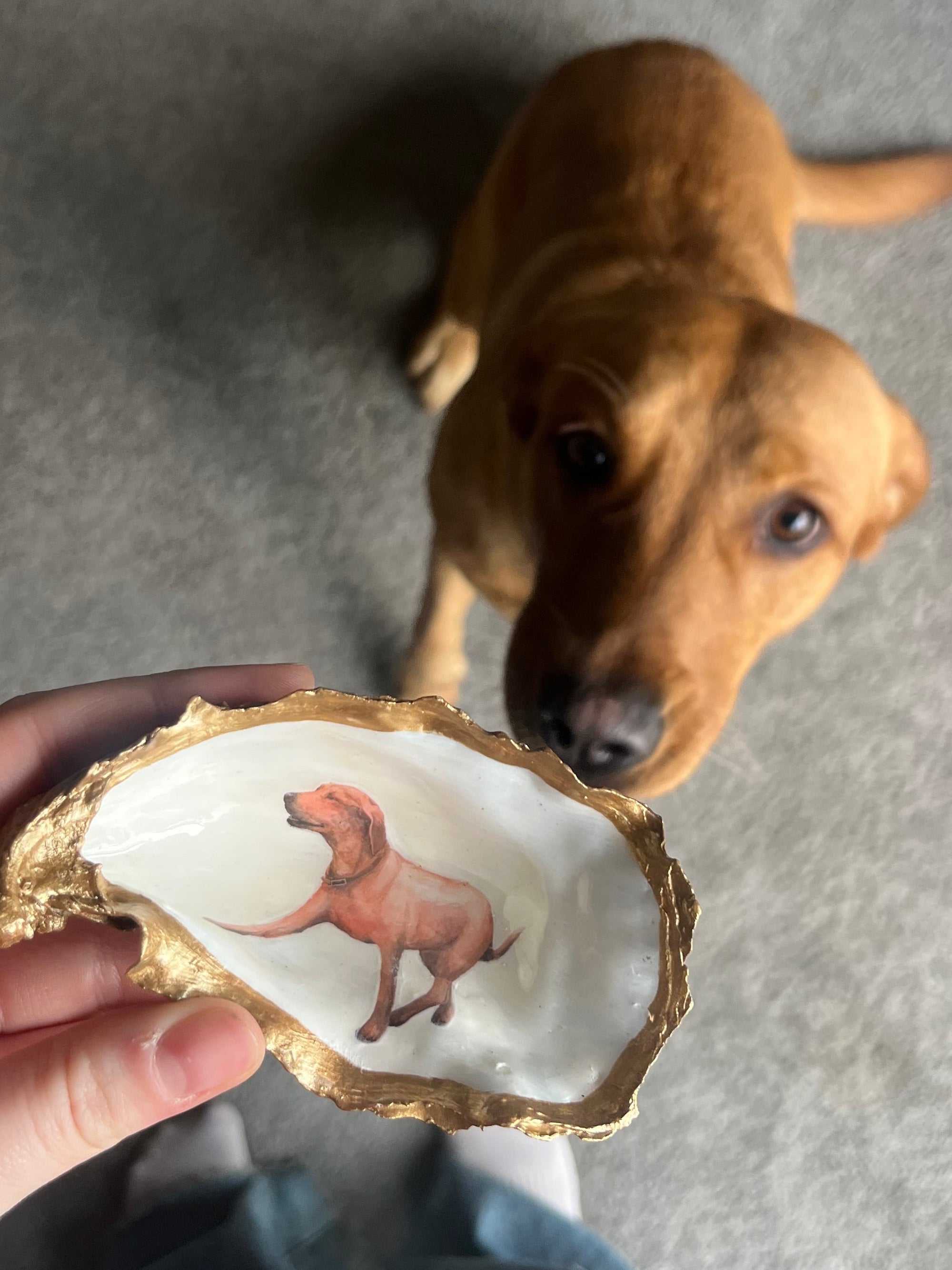 Dog breeds oyster shell trinket trays